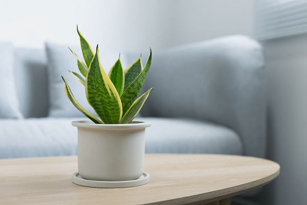 Benefits Of Indoor Plants