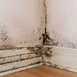 The Terrifying Truth About Household Mold