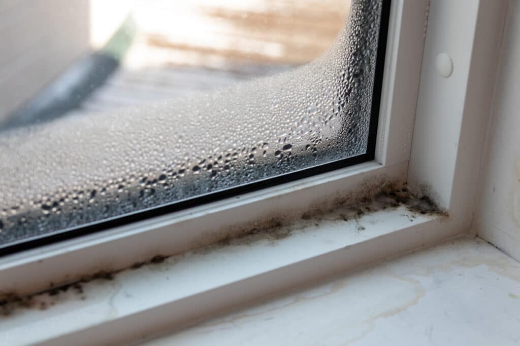 The Terrifying Truth About Household Mold