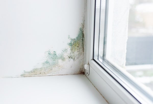 Truth About Household Mold