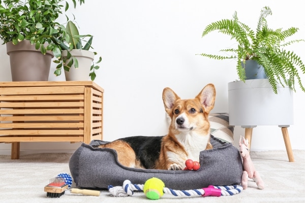 https://homeguideplan.com/ways-to-make-your-home-pet-friendly/